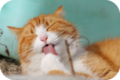Cat licking paw