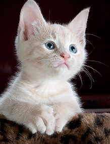 Imagem de um gato